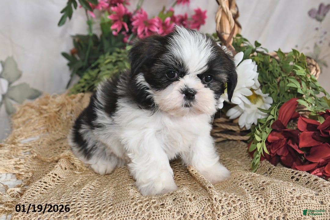 Shih Tzu dogs for sale: Ashley - Ad 2