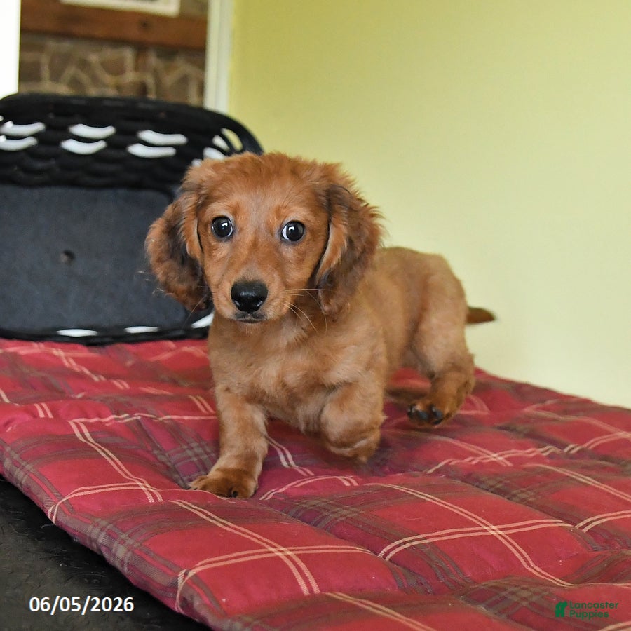 Miniature Dachshund dogs Jason - Ad 1