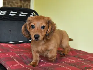 Miniature Dachshund dogs for sale: Jason - Ad 2