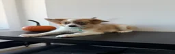 Pomeranian dogs for sale: Bluey - Ad 2