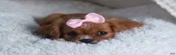 Cavalier King Charles Spaniel dogs for sale: Pippin - Ad 14
