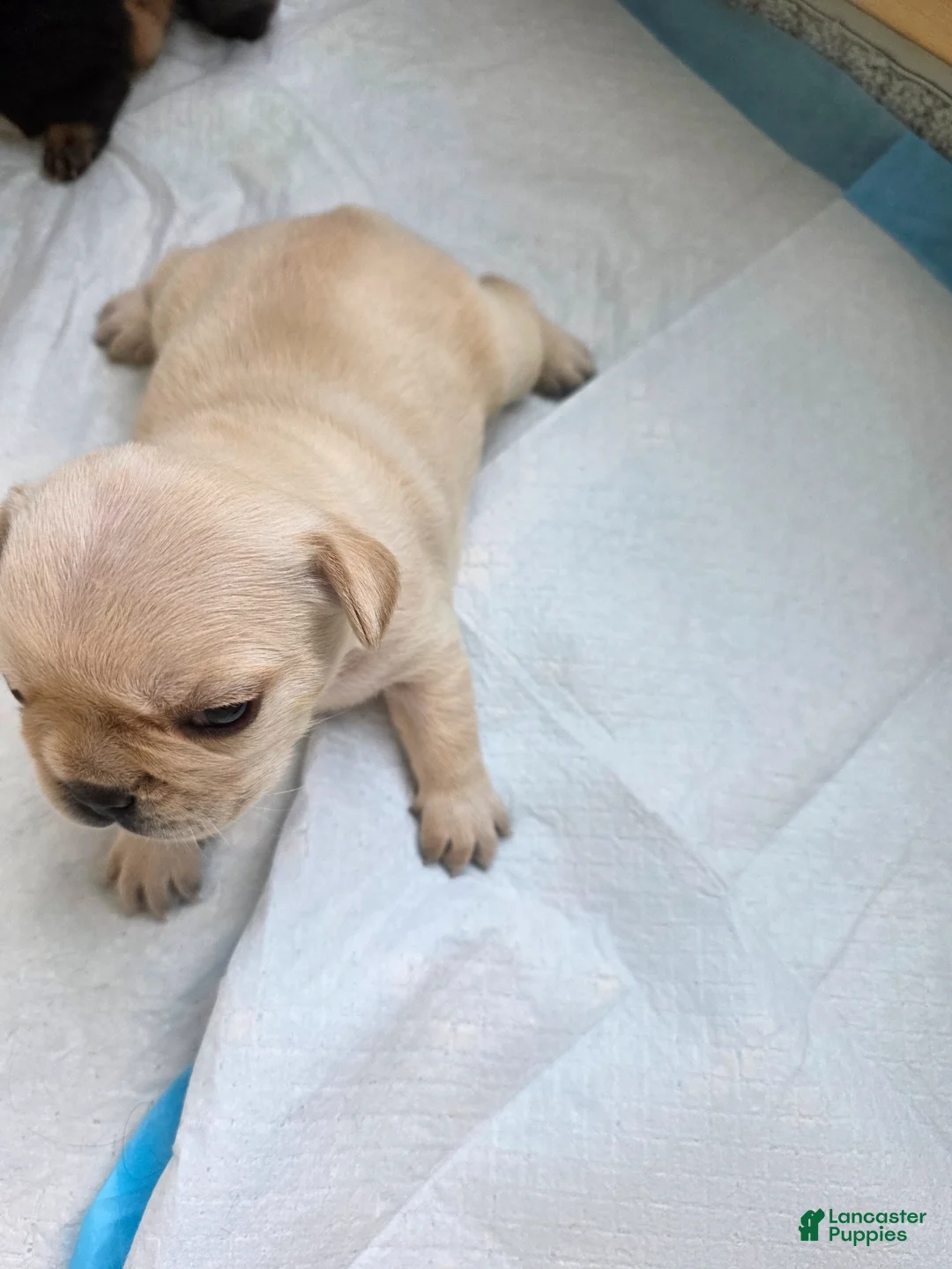 French Bulldog dogs for sale: Rey  - Ad 2