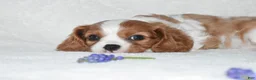 Cavalier King Charles Spaniel dogs for sale: Romeo  - Ad 6
