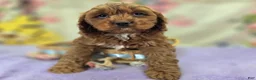 Cavapoo dogs for sale: Denali - Ad 7