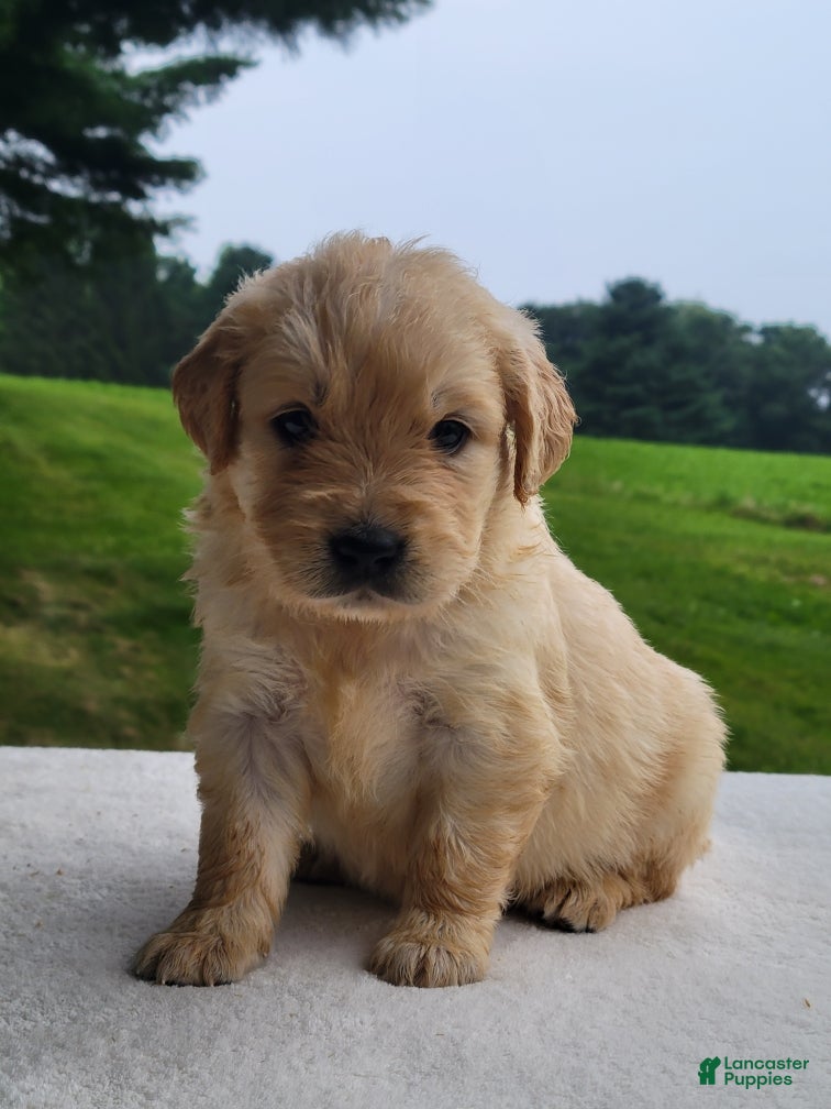 Golden Retriever dogs Molly - Ad 1