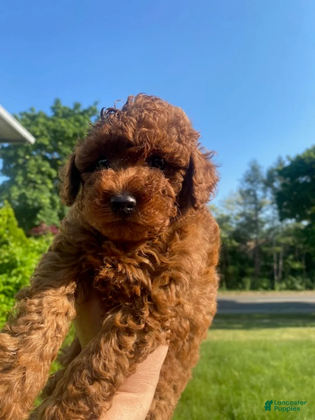 Toy Poodle dogs for sale: Toy Poodle 2 - Ad 1