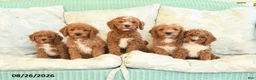 Cavapoo dogs for sale: Flo  - Ad 5