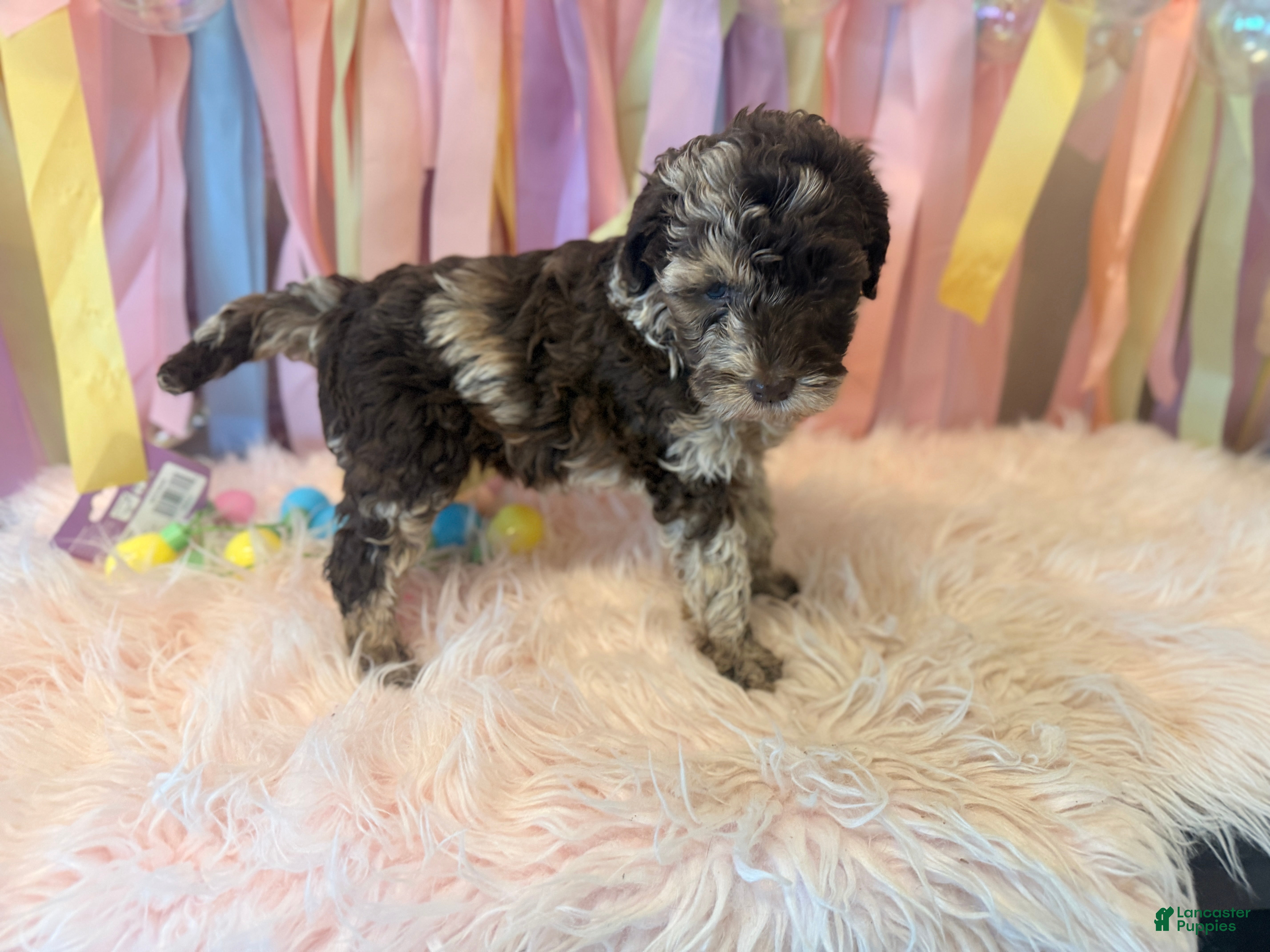 Australian Labradoodle Puppies for sale Lancaster Puppies