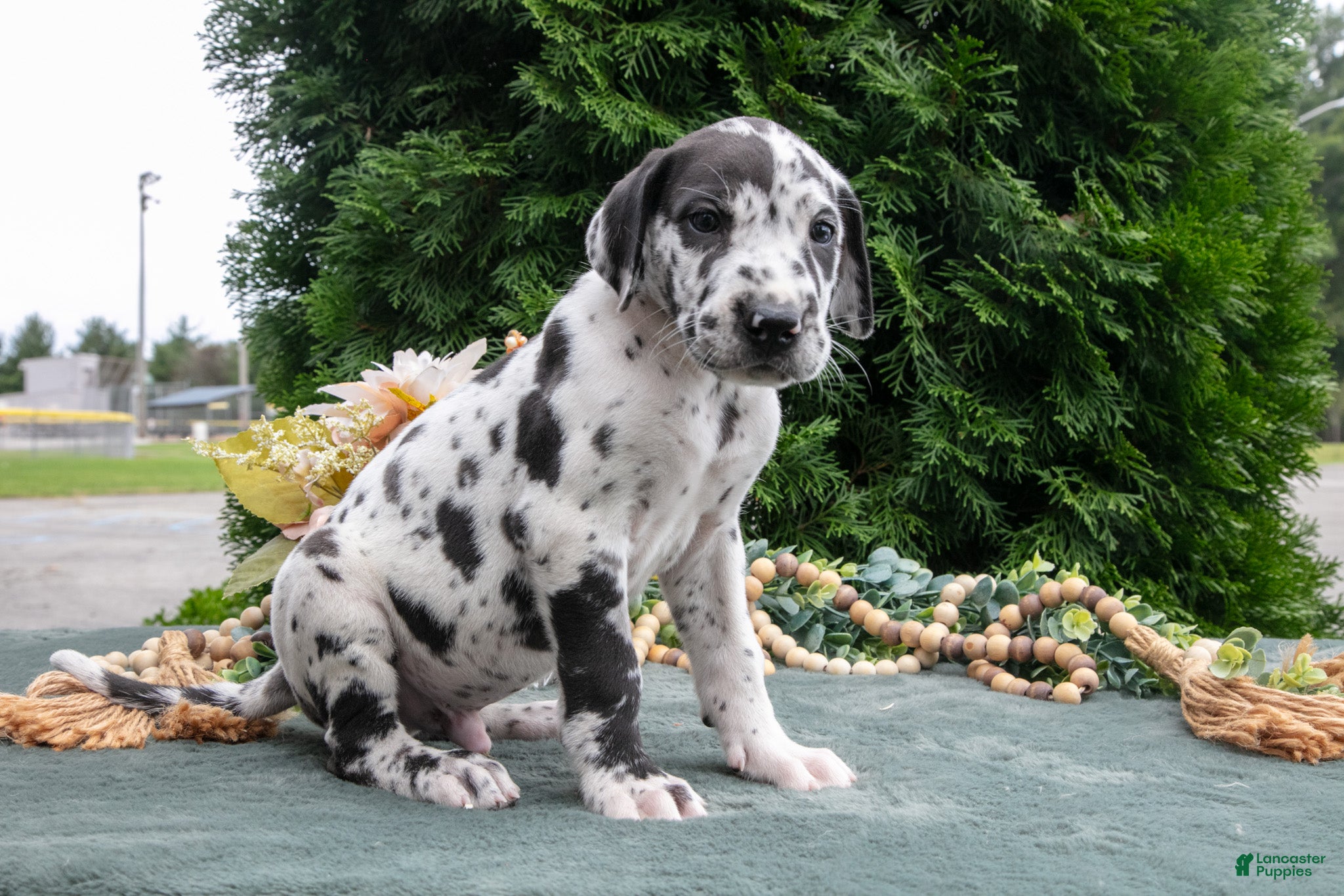 Great Dane dogs Kodiak - Ad 2