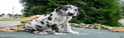 Great Dane dogs for sale: Kodiak - Ad 2