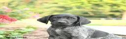 German Shorthaired Pointer dogs for sale: Abner - Ad 4