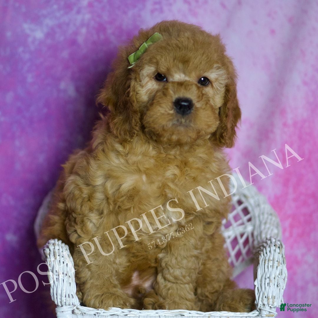 Mini Goldendoodle dogs Buddy - Ad 6