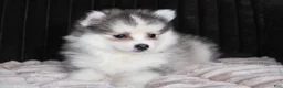 Pomsky dogs for sale: Drake - Ad 9