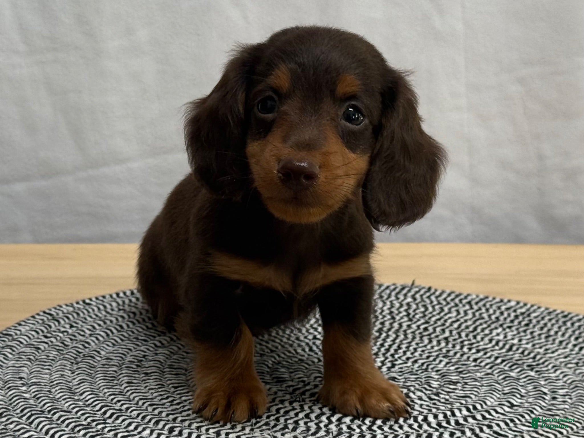 Miniature Dachshund dogs Oscar - Ad 2