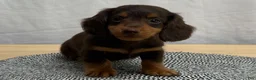 Miniature Dachshund dogs for sale: Oscar - Ad 2