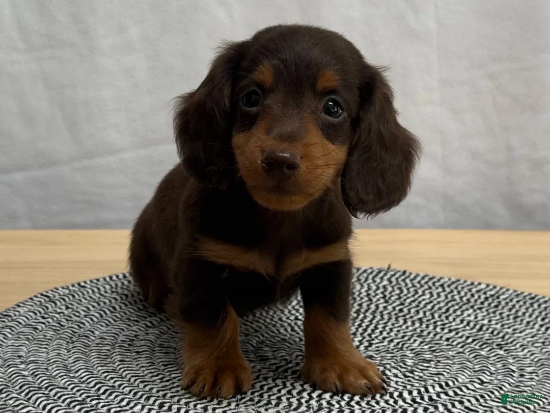 Miniature Dachshund dogs for sale: Oscar - Ad 2