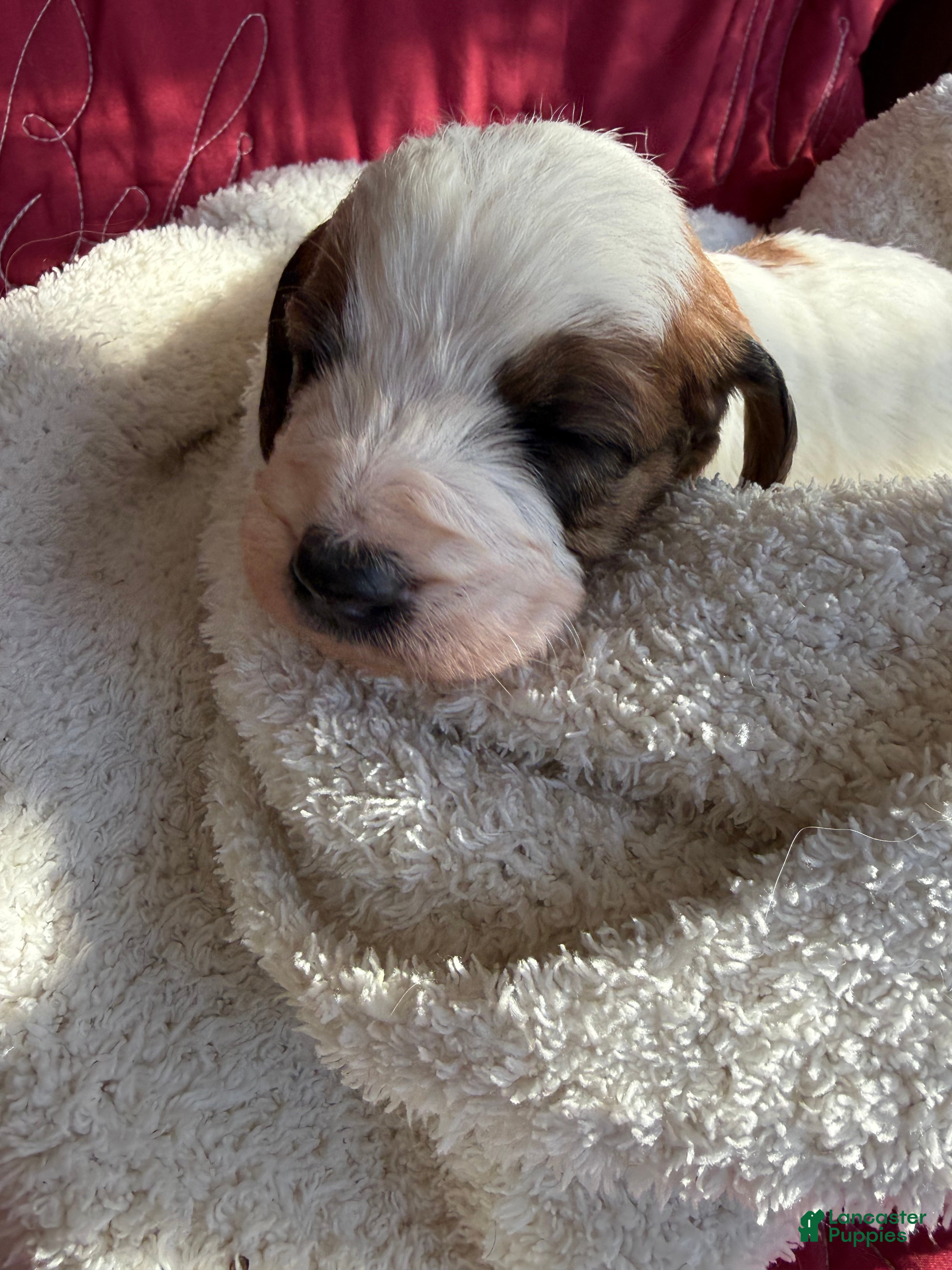 Mixed Breed dogs Andy - Ad 34