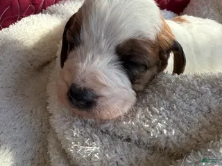 Mixed Breed dogs Andy - Ad 34