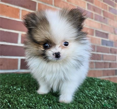 Pomeranian dogs Pomeranian Puppy 1 - Ad 8