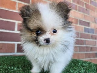 Pomeranian dogs Pomeranian Puppy 1 - Ad 8