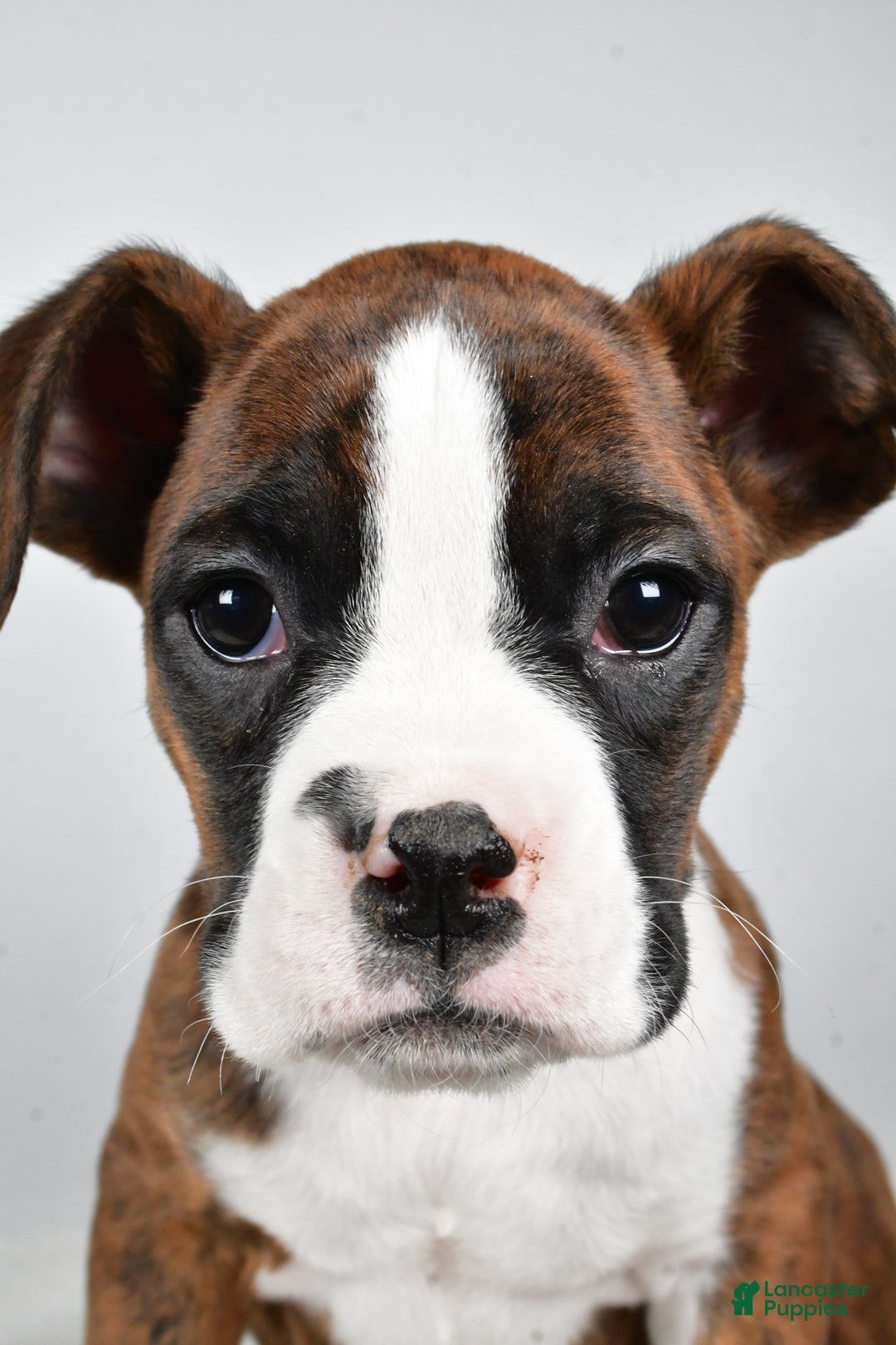 Boxer dogs for sale: Amber - Ad 7