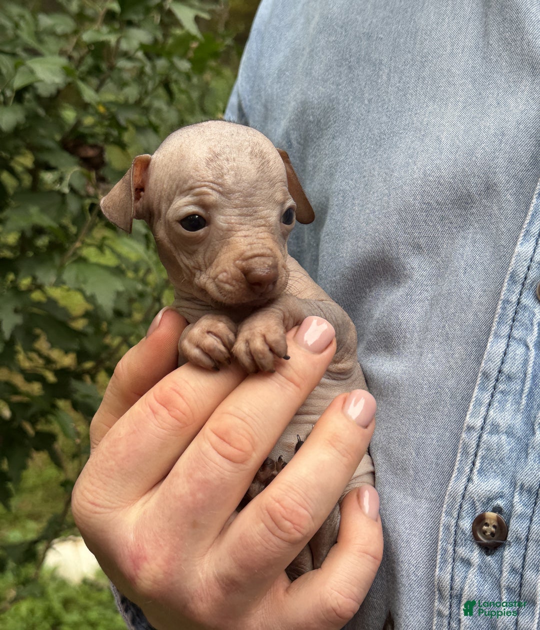 Mixed Breed dogs for sale: Cleopatra  - Ad 56