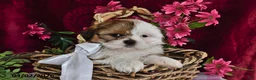 Shih Tzu dogs for sale: Lindsey - Ad 2
