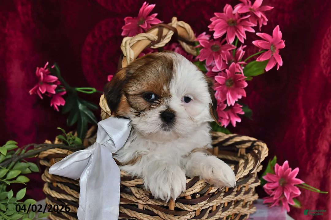 Shih Tzu dogs for sale: Lindsey - Ad 2