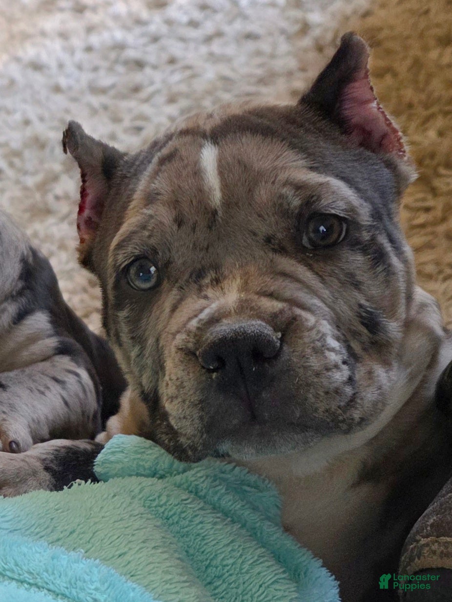 American Bully dogs Lotus Elise - Ad 4