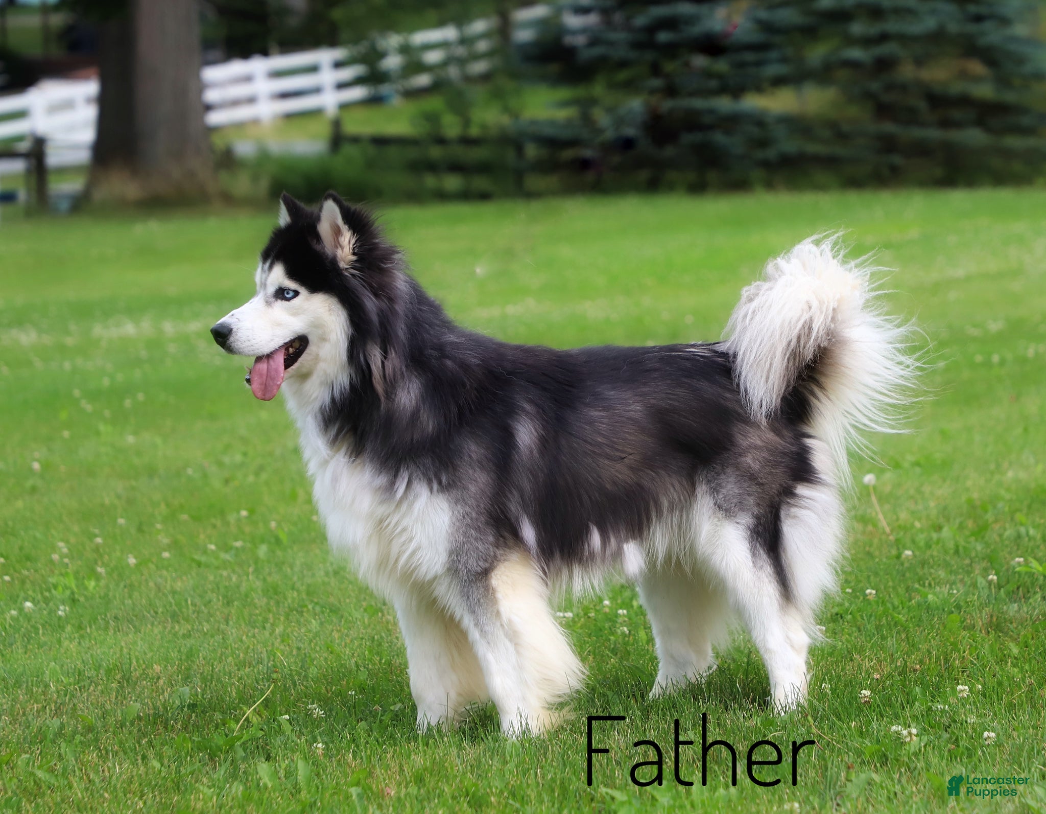 Siberian Husky dogs for sale: Georgia  - Ad 10