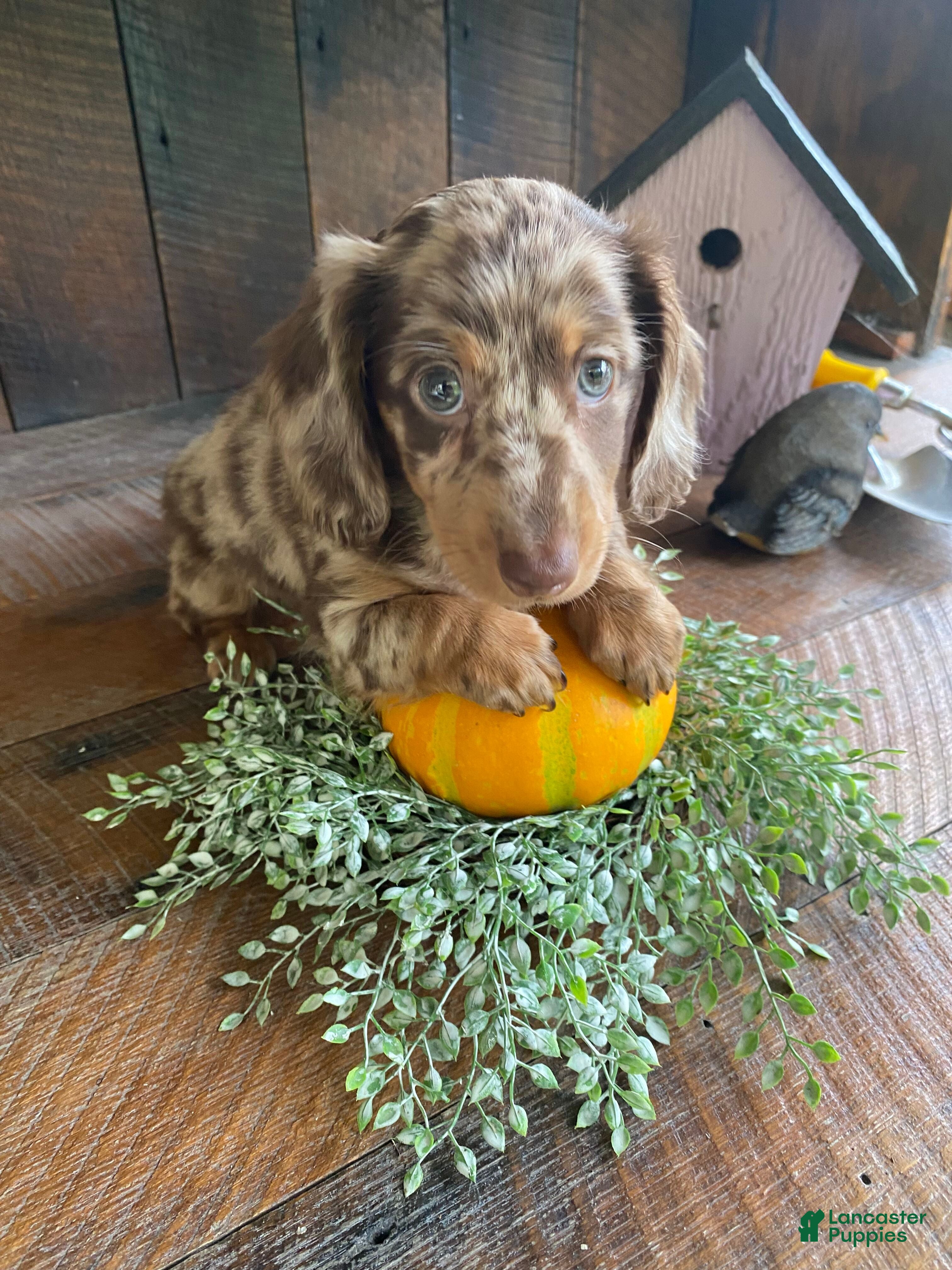 Miniature Dachshund dogs Lola - Ad 1