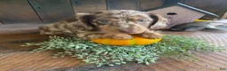 Miniature Dachshund dogs for sale: Lola - Ad 1