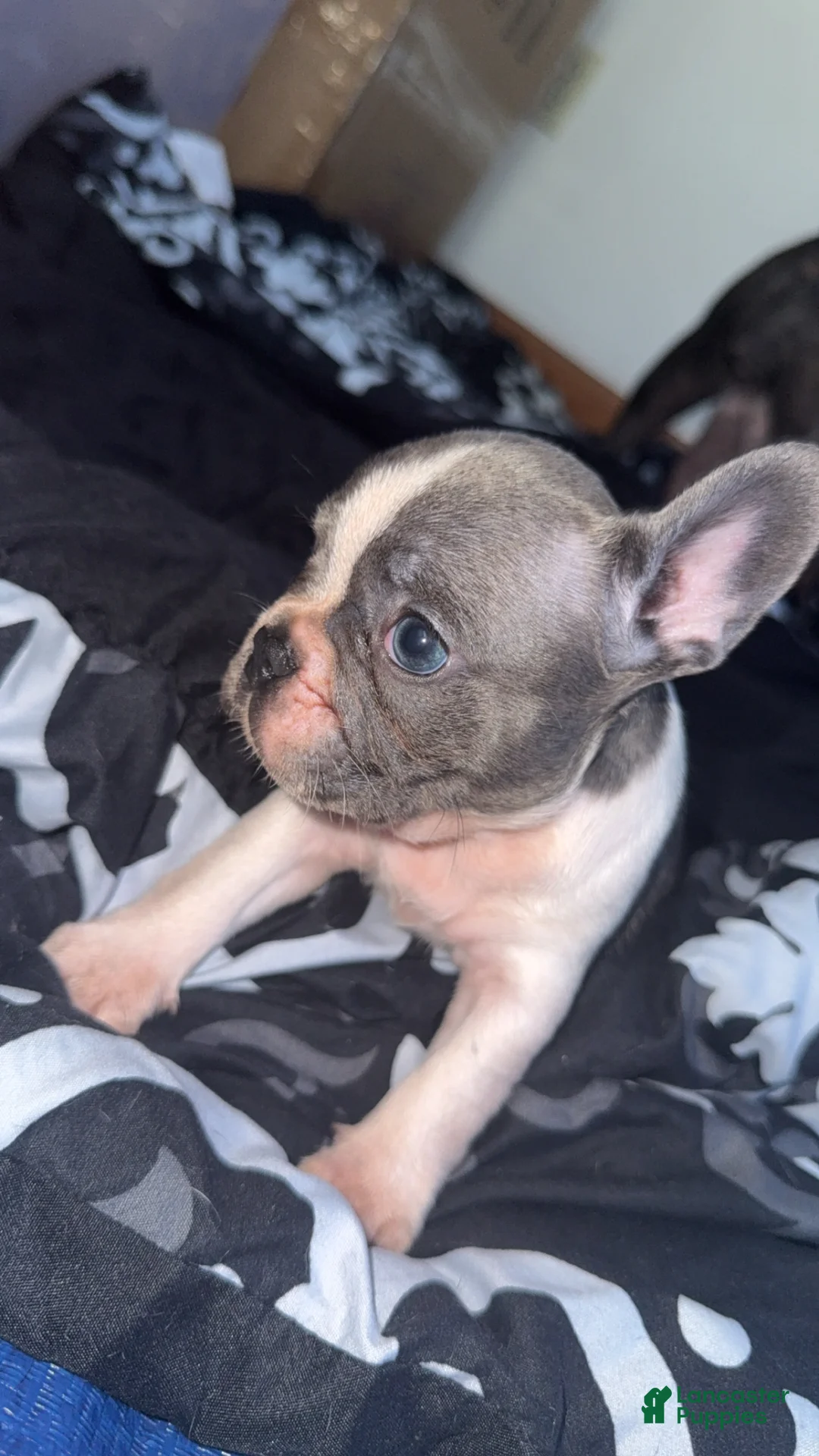French Bulldog dogs for sale: French Bulldog 3 - Ad 1