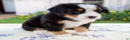 Bernese Mountain Dog dogs for sale: Sally - Ad 4
