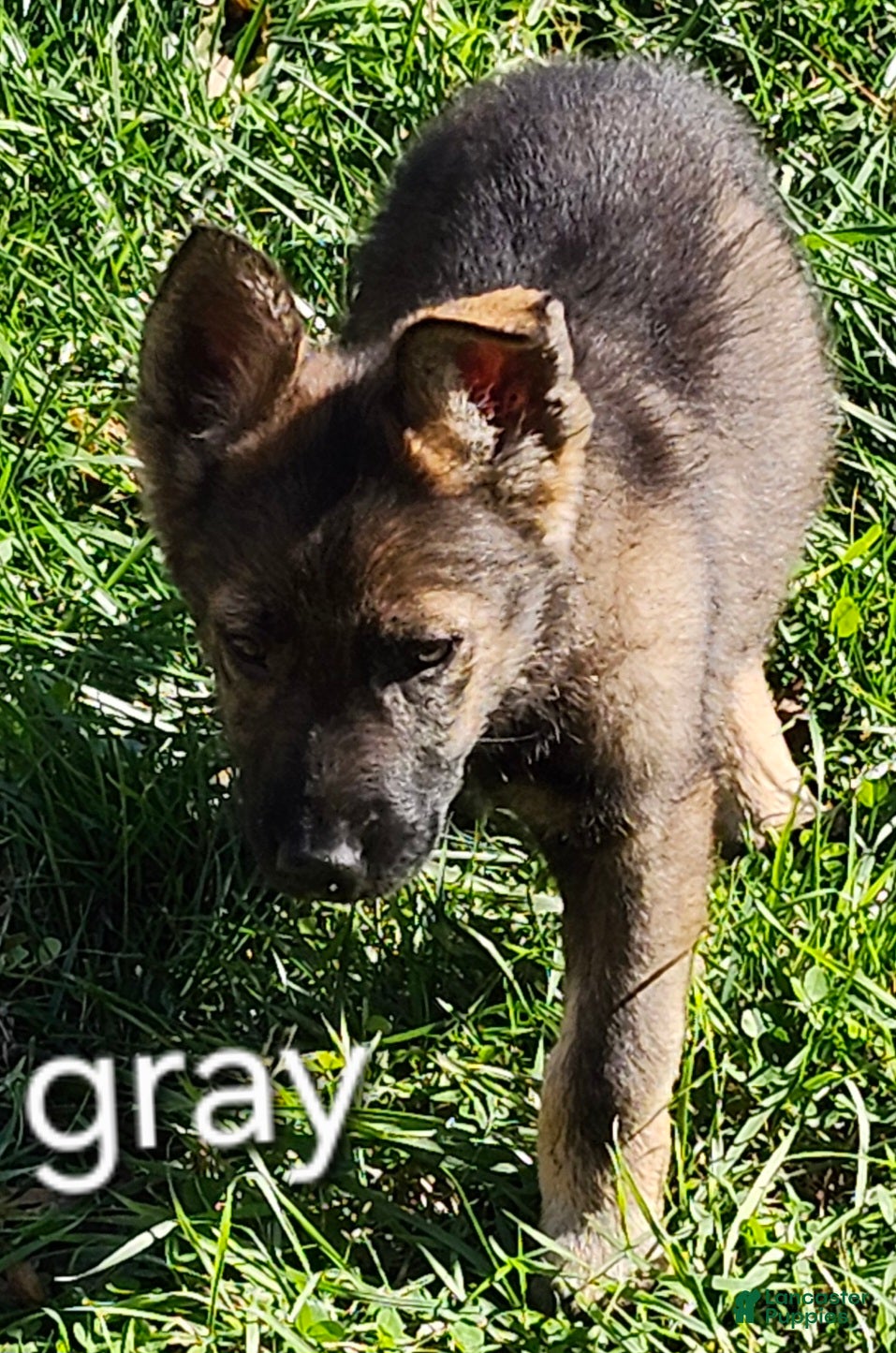 German Shepherd dogs for sale: Gray Boy - Ad 25