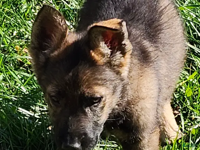 German Shepherd dogs for sale: Gray Boy - Ad 25