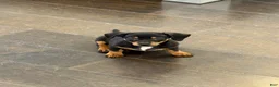 Chiweenie dogs for sale: Dora - Ad 1