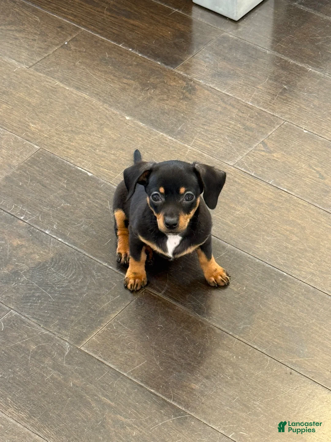 Chiweenie dogs for sale: Dora - Ad 1