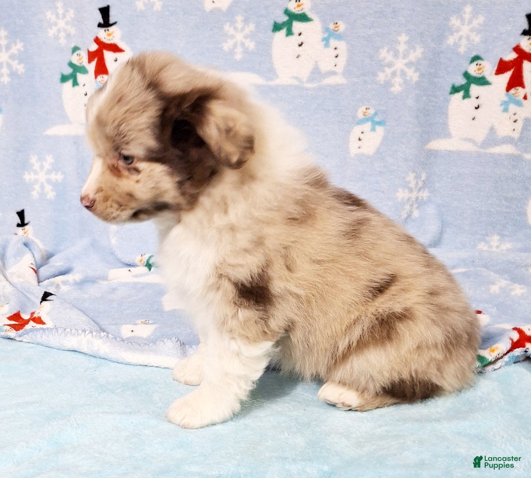 Miniature Australian Shepherd dogs for sale: Charlie - Ad 2