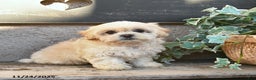 Bichpoo dogs for sale: Witney  - Ad 1