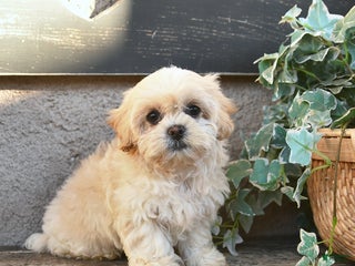 Bichpoo dogs Witney - Ad 36