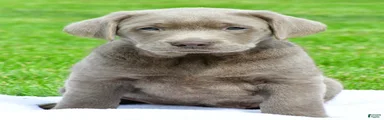 Bobo