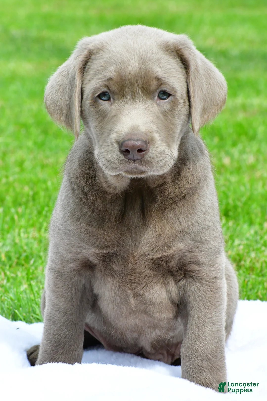 Labrador Retriever dogs for sale: Bobo - Ad 1