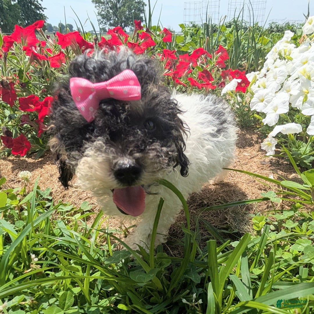 Toy Poodle dogs for sale: Sunshine - Ad 7