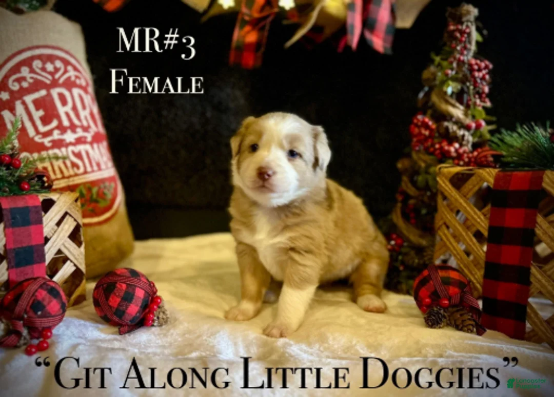 Australian Shepherd dogs for sale: MR#3 - Ad 4