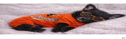 Mixed Breed dogs for sale: Mixed Breed Puppy 2 - Ad 5