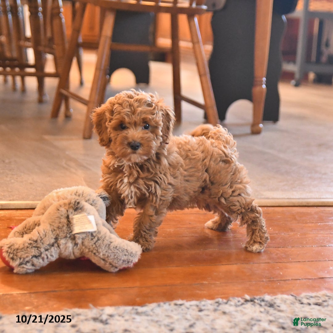 Cockapoo dogs for sale: Mia  - Ad 7