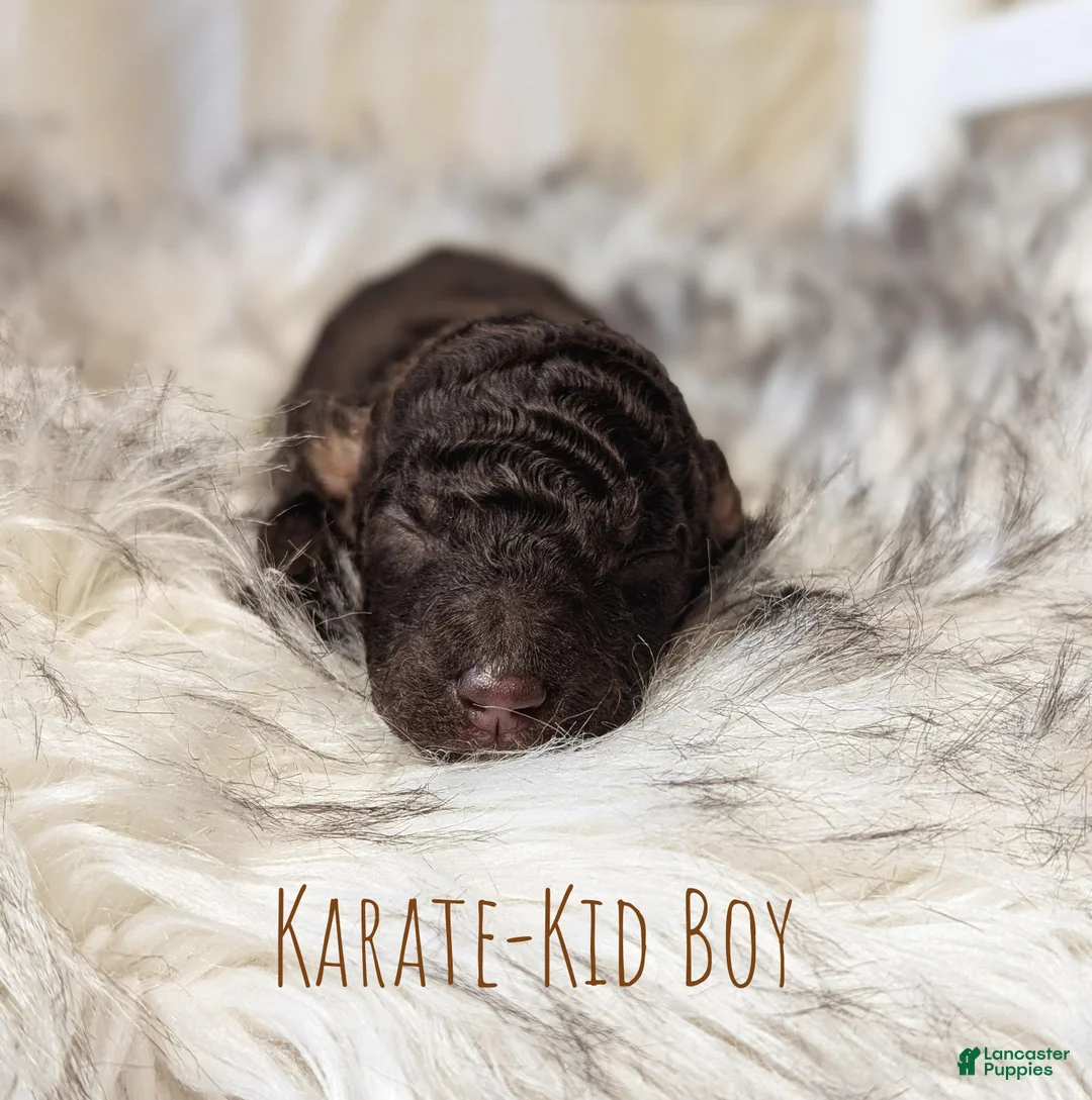 Mixed Breed dogs for sale: KARATE KID - Ad 1
