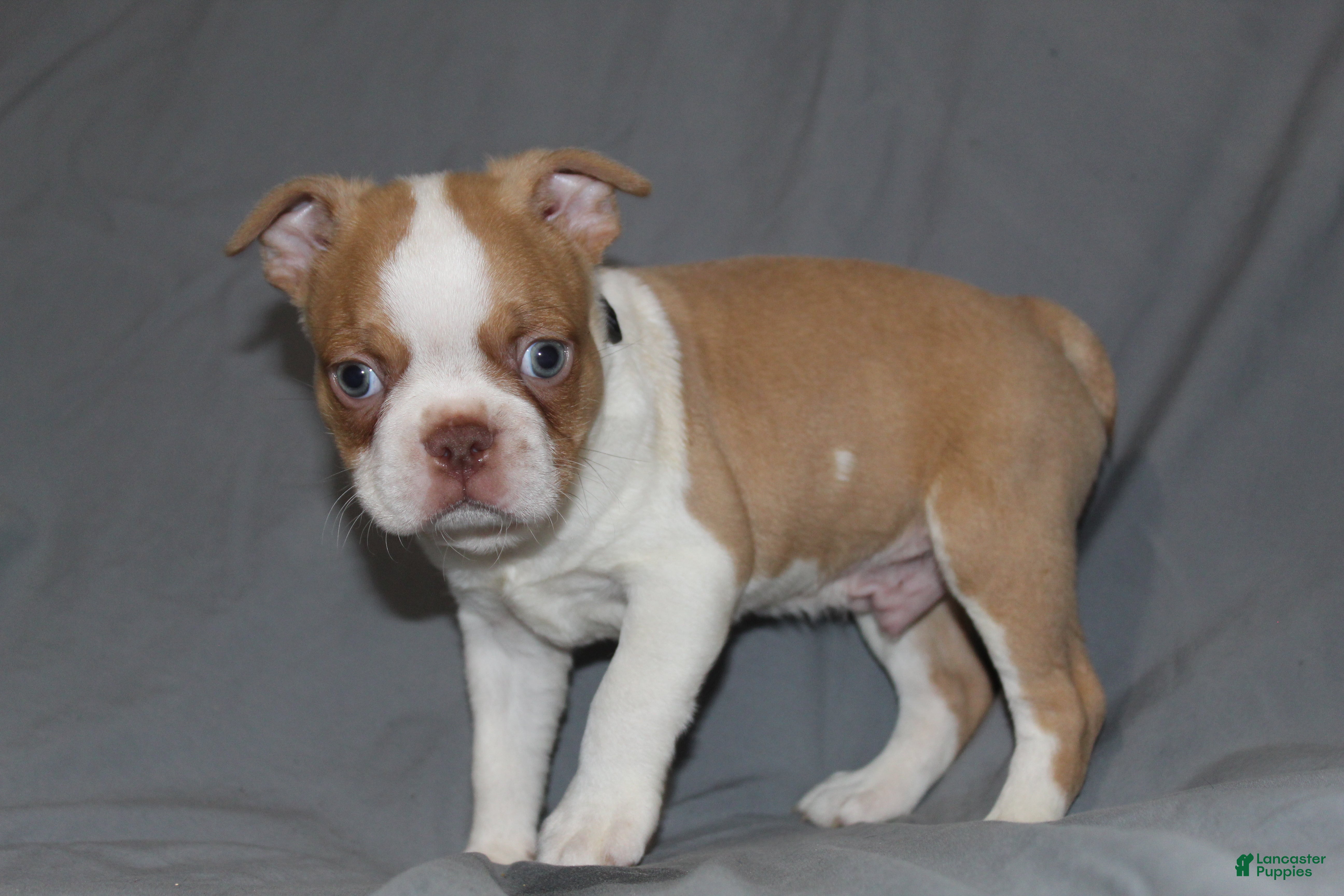 Boston Terrier dogs Dusty - Ad 1