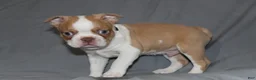 Boston Terrier dogs for sale: Dusty - Ad 1